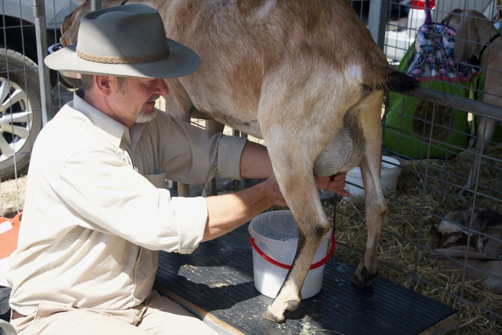 Man milking goat at goat milking stand
