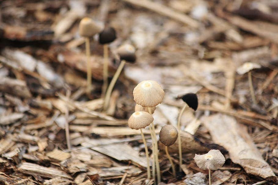mushroom in wood chips