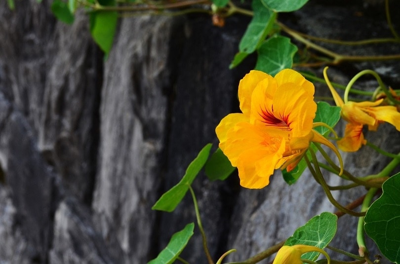 nasturtium-pixabay