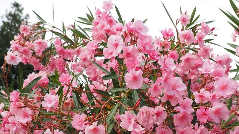 oleander-pixabay
