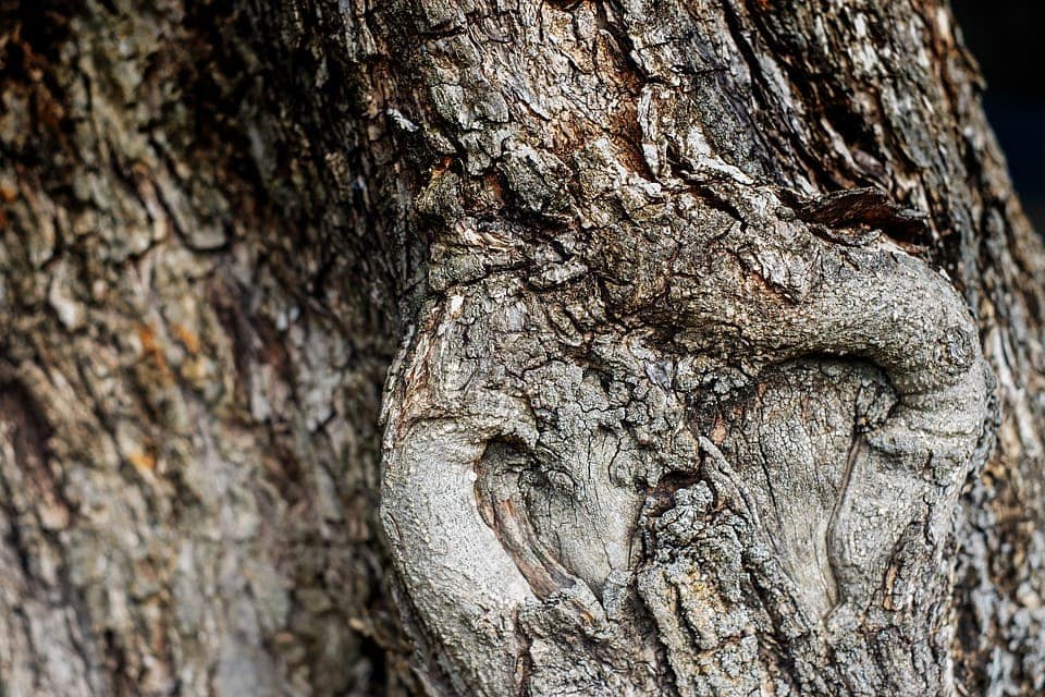olive tree bark close up