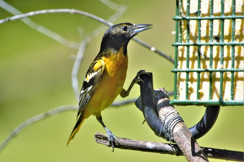 oriole feeder-pixabay