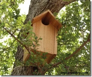 owl house