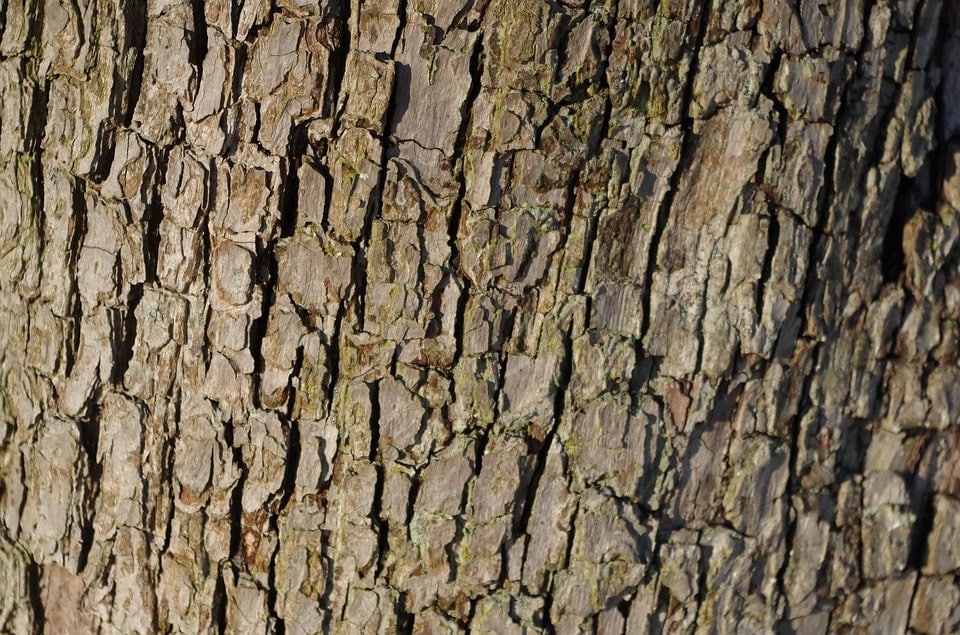 pear tree bark