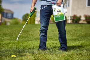 person using Roundup for Lawns All-in-One Weed Killer