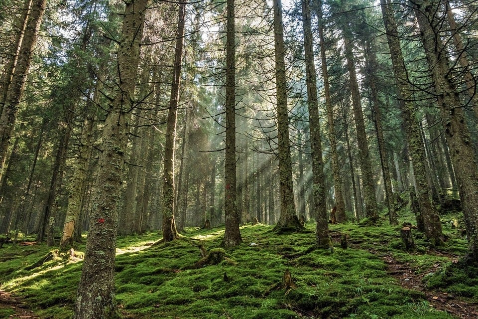 pine tree trunks in the forest