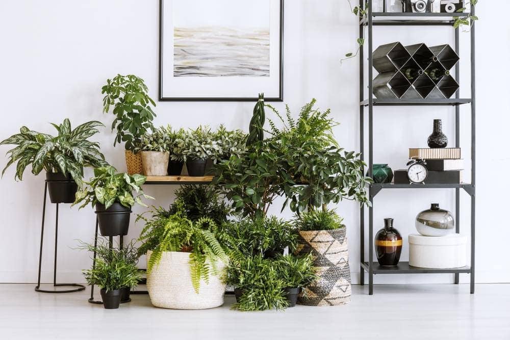 plants on plant stands