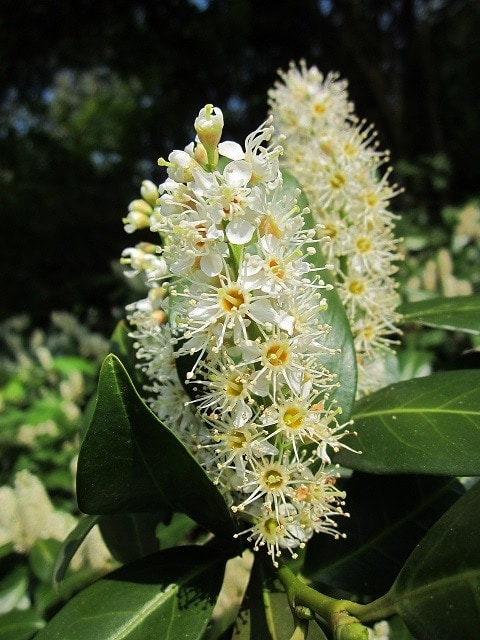 prunus-laurocerasus-pixabay