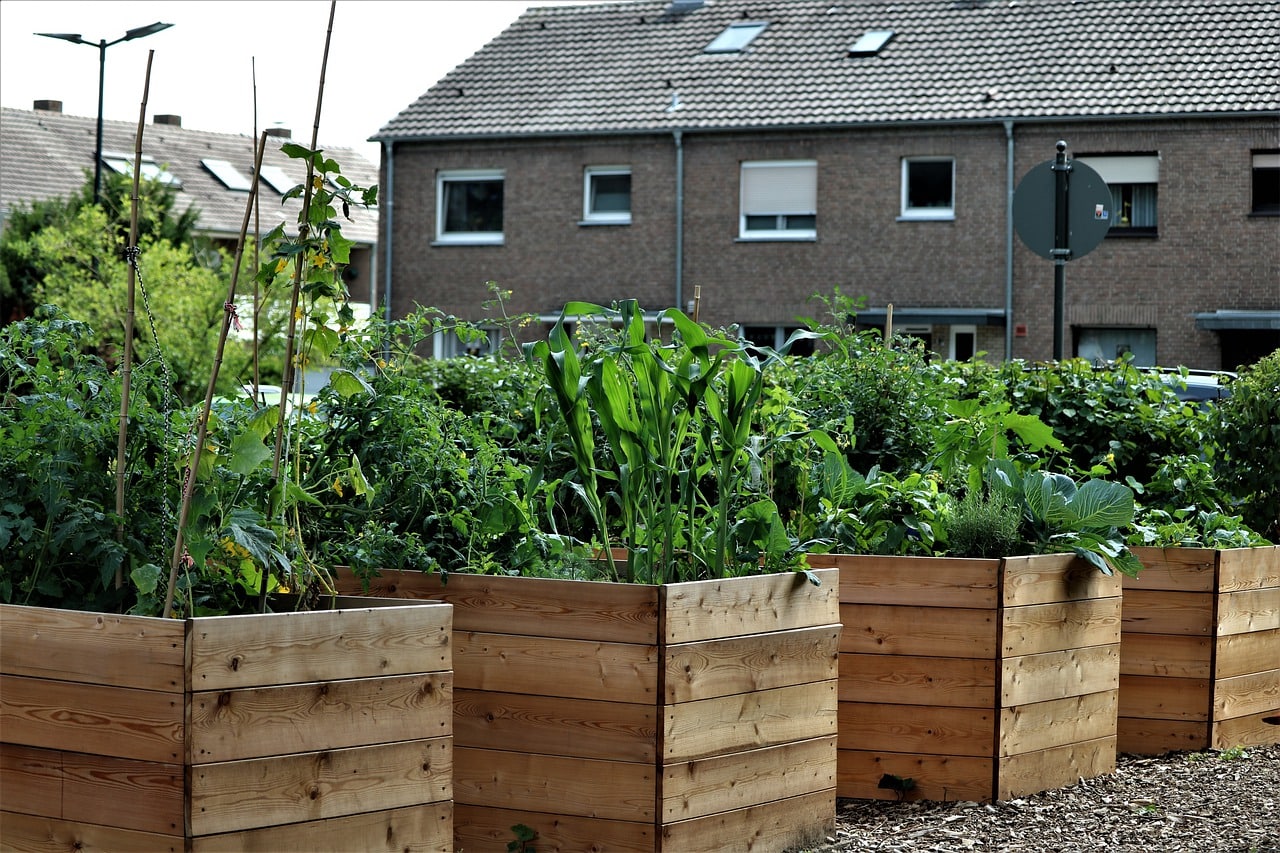 raised beds in the garden