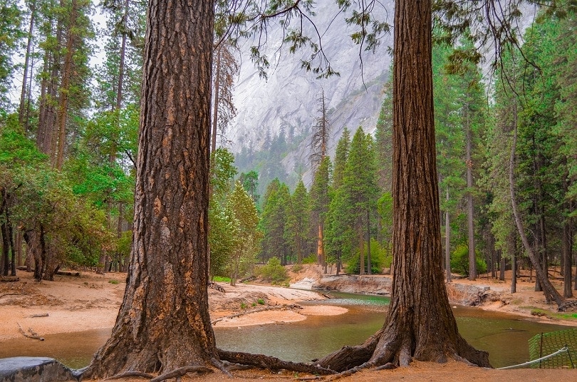 redwood-tree