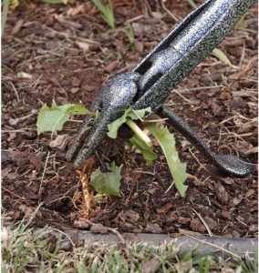 removing weed using Yard Butler Rocket Weeder
