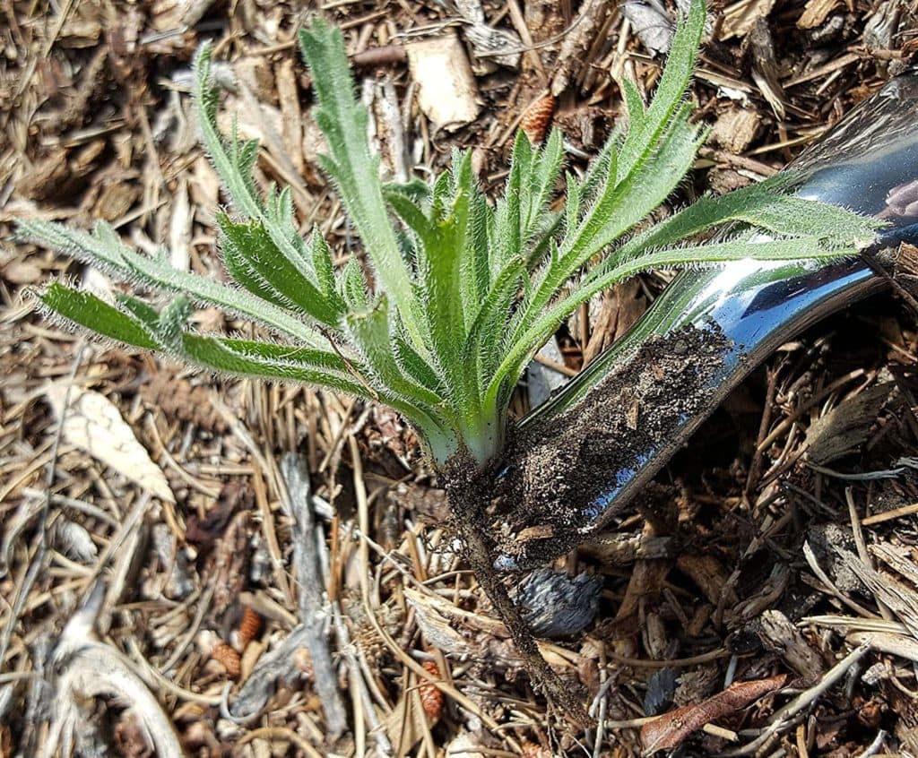 removing weeds using Homegrown Garden Tools Manual Weed Puller