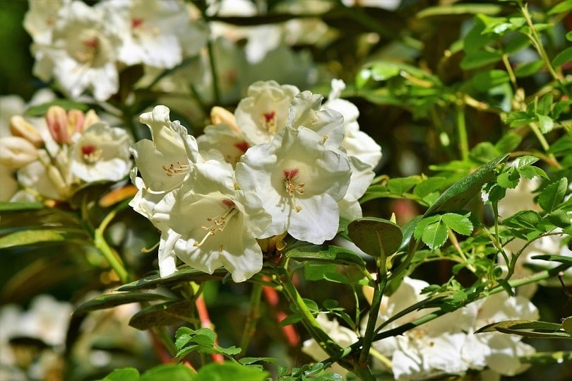 rhododendron-pixabay