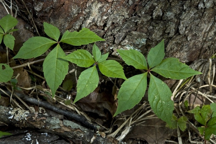 poison ivy