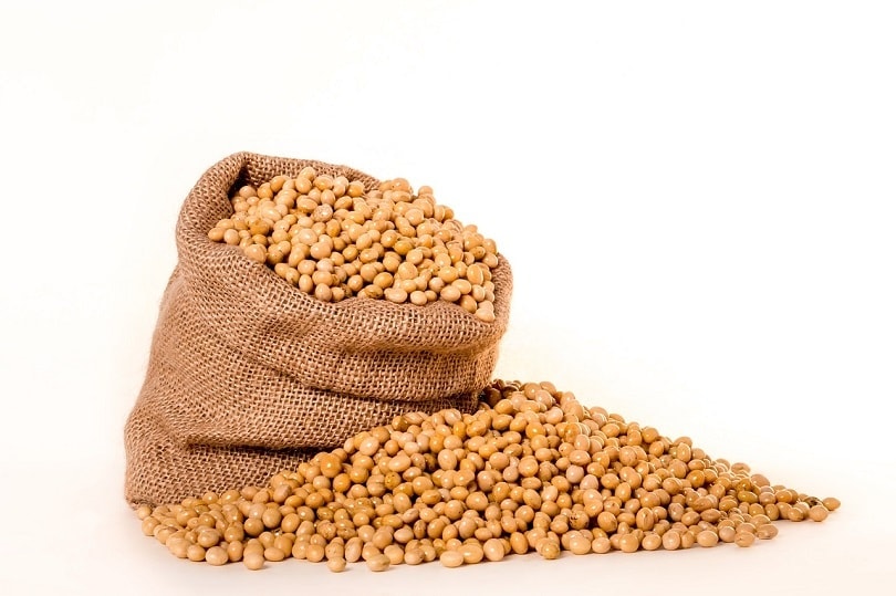 soybeans-pixabay