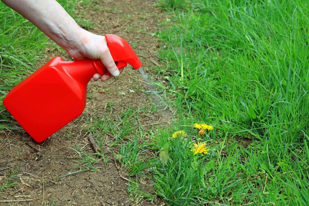 spraying on weeds
