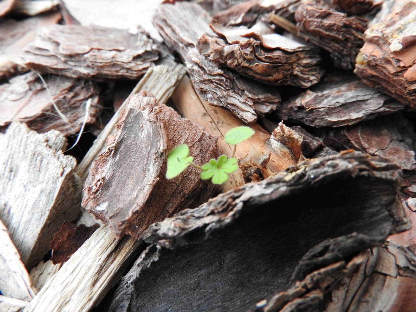 stacks of wood chips for bug hotel