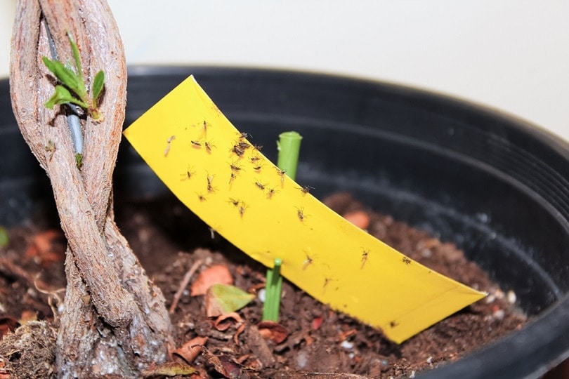 stick tape to catch fungus gnats