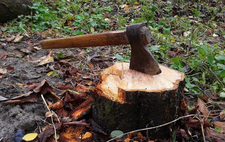stump grinding vs removal
