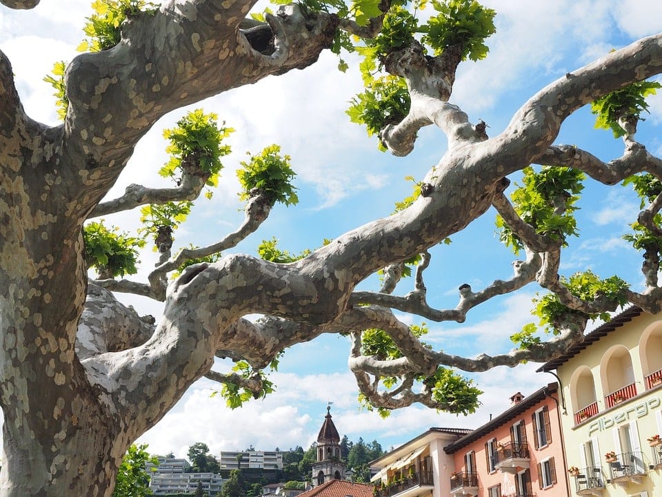 sycamore tree