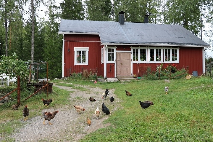 Chicken Tractor Plans