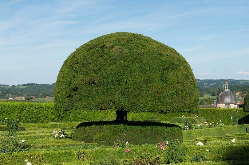 topiary-pixabay