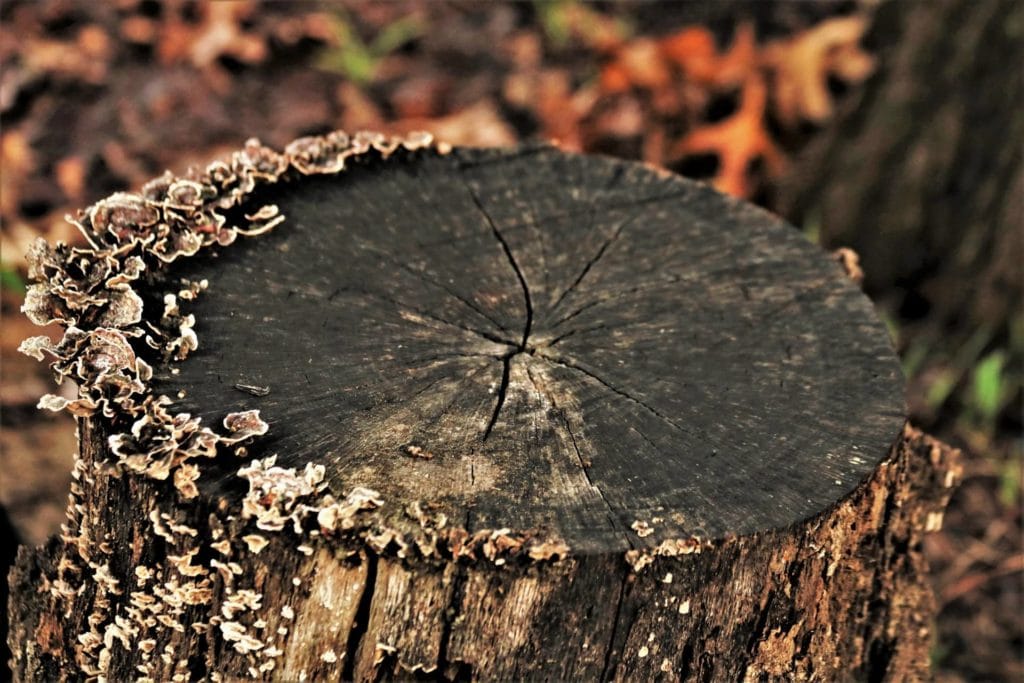 tree stump