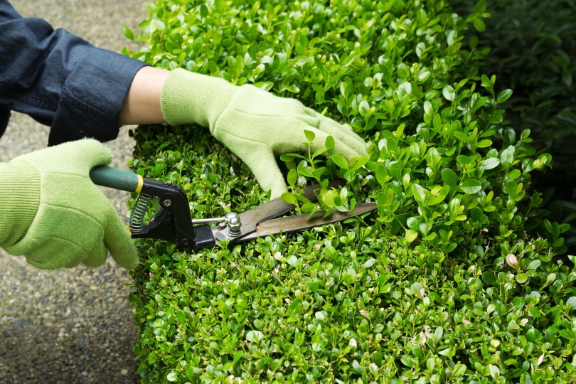 trimming hedges