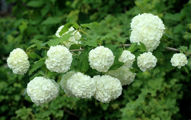 viburnum-pixabay