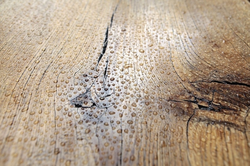 wet wood-pixabay