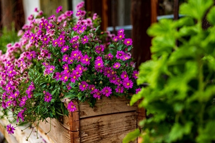 window box