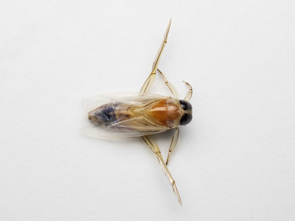 Backswimmer Bug