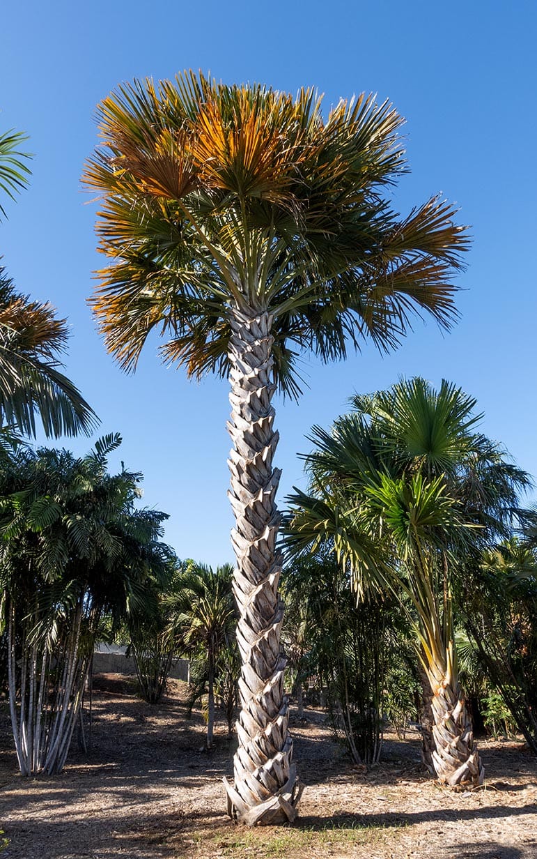 cabbage palm