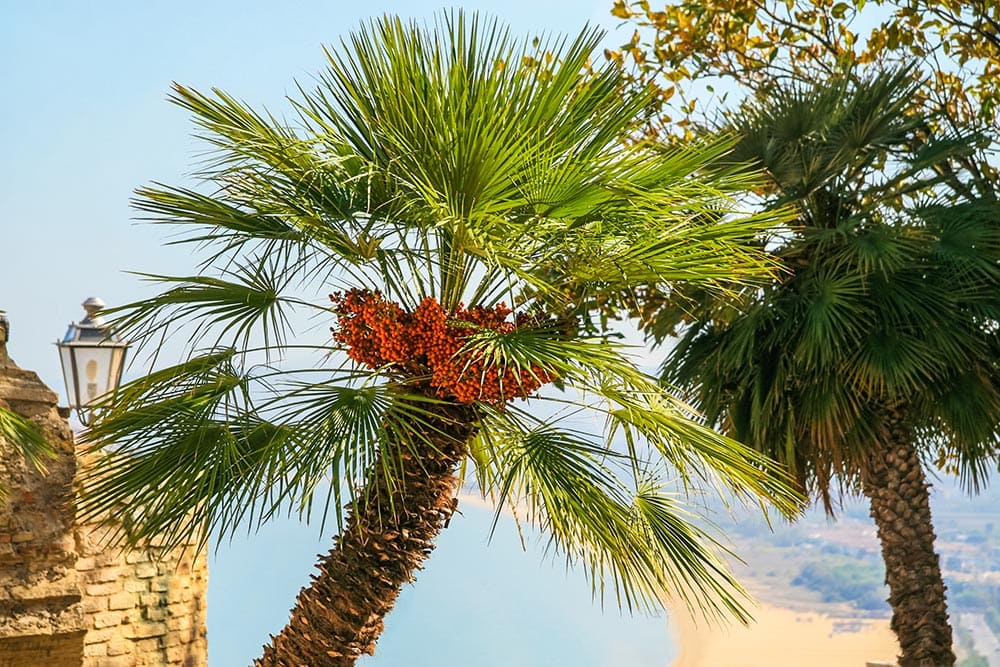 European fan palm
