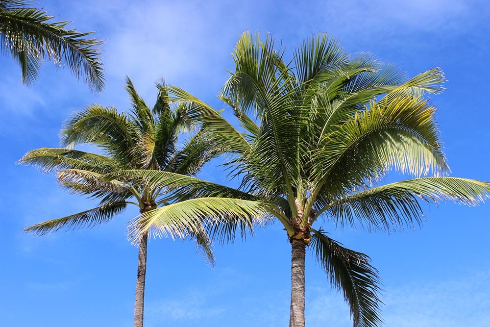 Queen Palms