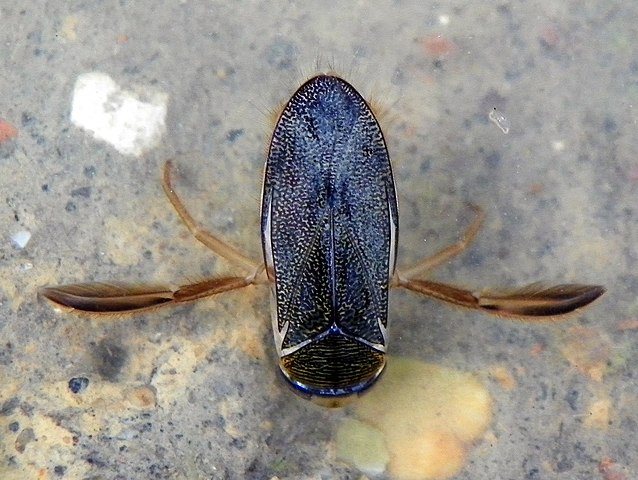 Water Boatmen