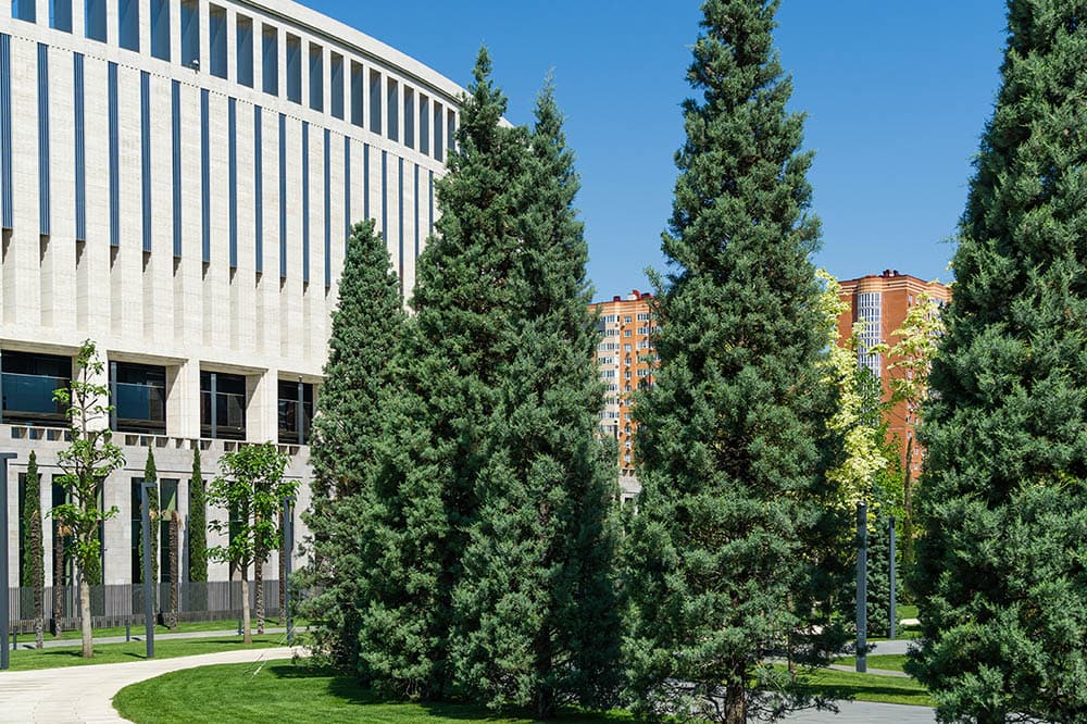 Arizona cypress trees