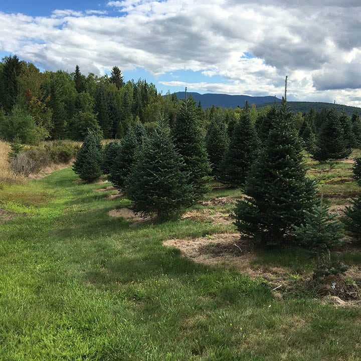 balsam fir trees