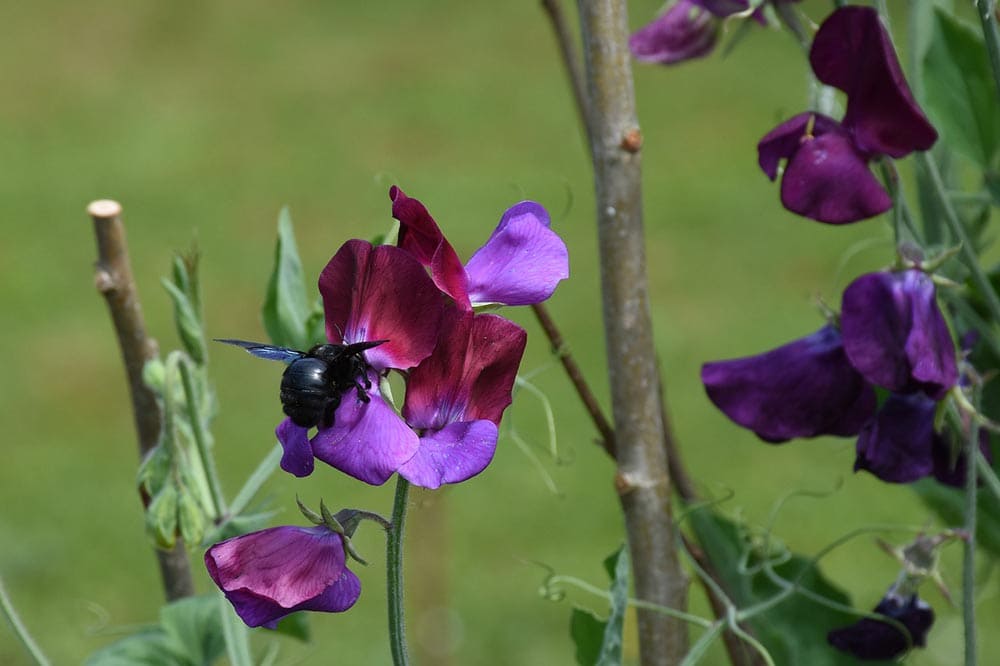 bee in the sweet pea