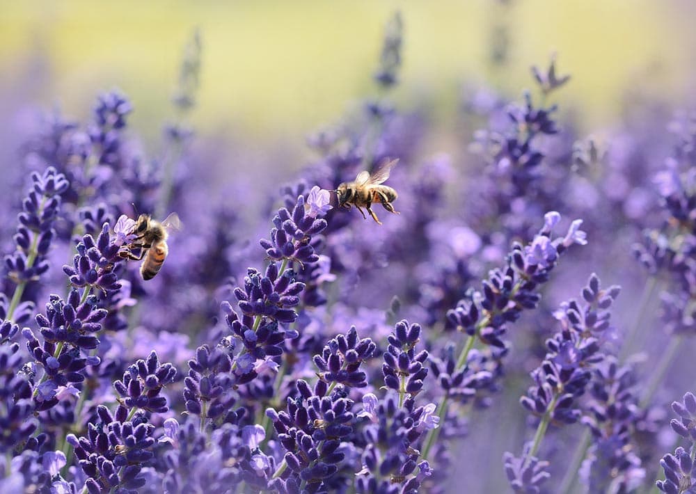 bees on lavenders