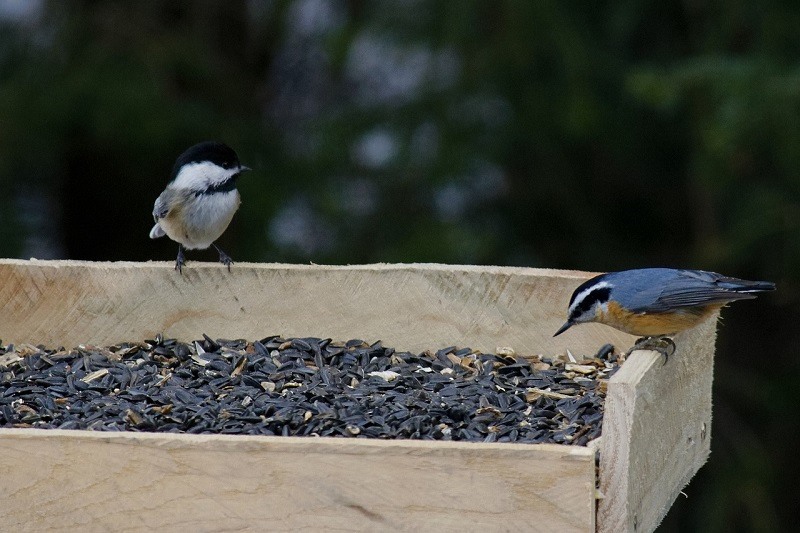 bird feeders