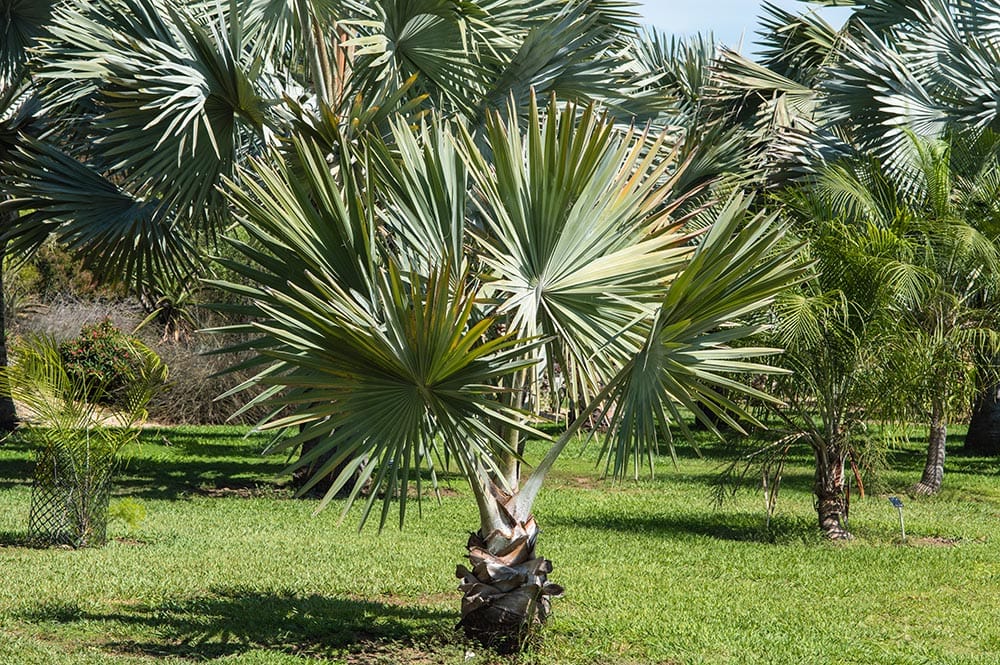 Bismark palm