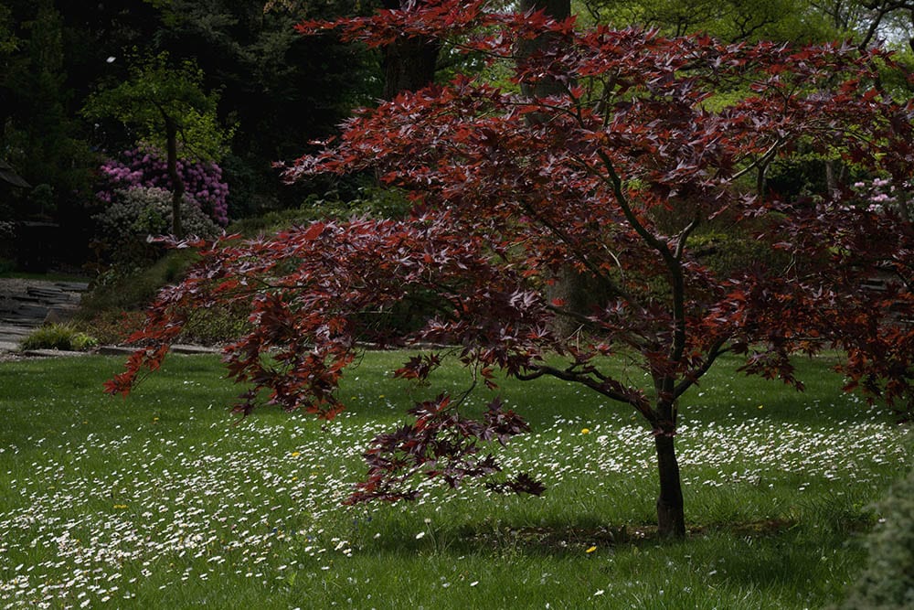 black maple tree