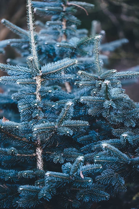 blue spruce tree up close