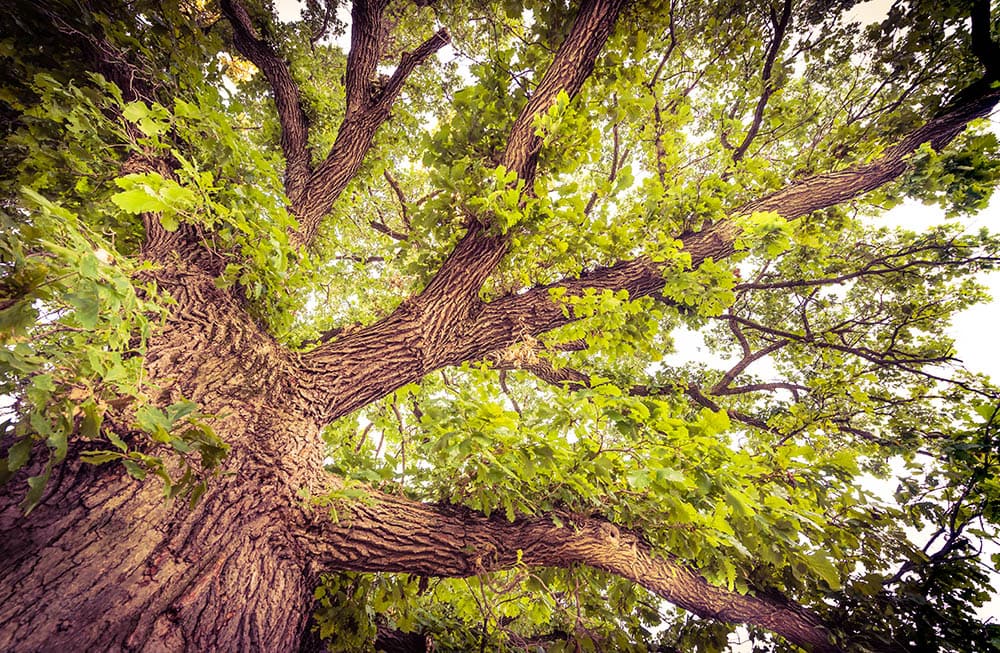 Bur Oak tree