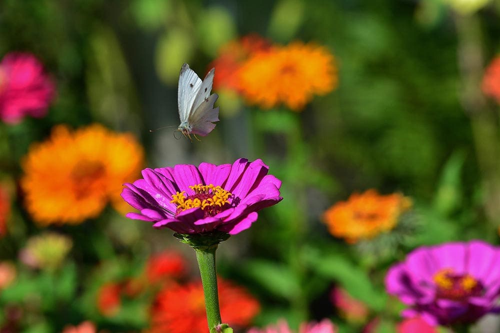 butterly and purple zinnia