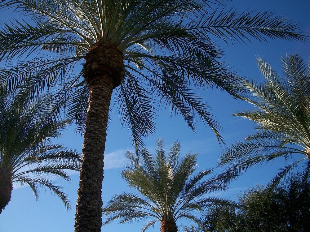 canary island date palm