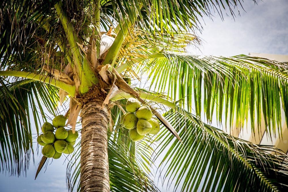 coconut palm
