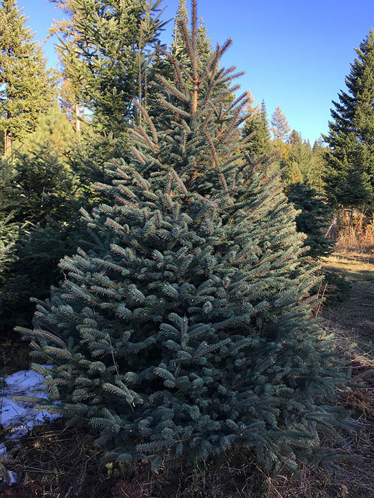 concolor fir tree