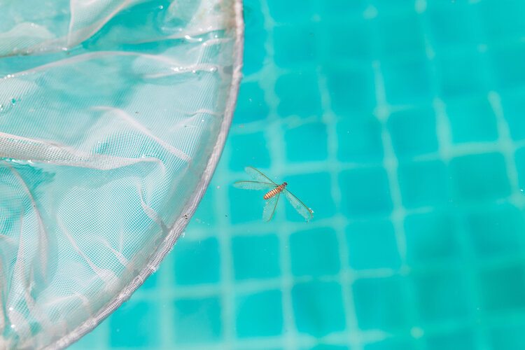 dead insect floating on pool with skimmer